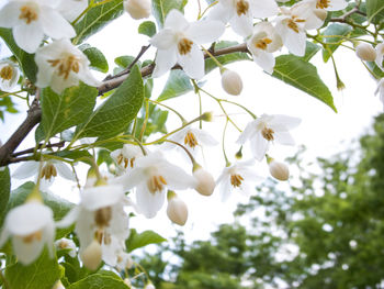 Low angle view of white flowering tree