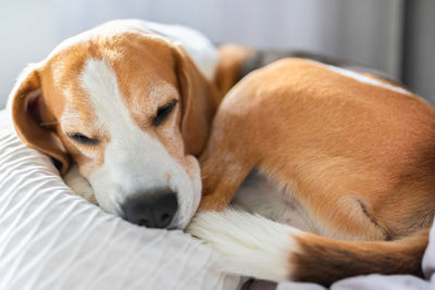 Close-up of dog lying on bed at home