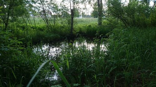 Scenic view of lake in forest