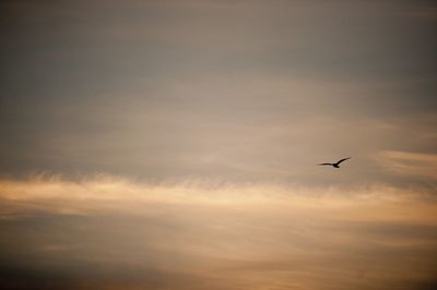 Low angle view of bird flying in sky