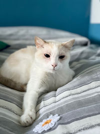 Portrait of white cat