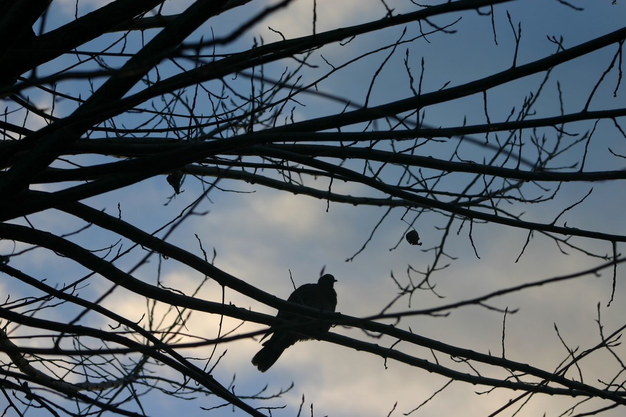 low angle view, bird, animal themes, sky, animals in the wild, one animal, wildlife, branch, silhouette, perching, bare tree, tree, cloud - sky, outdoors, nature, day, no people, cloud, flying, power line