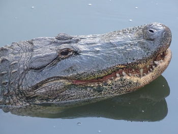 Close-up of turtle swimming in lake