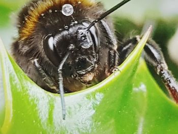 Close-up of insect on leaf