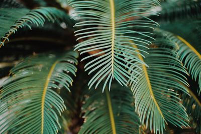 Close-up of palm leaves