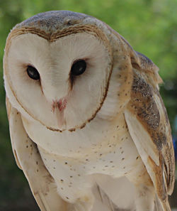 Close-up of a bird