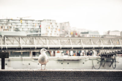 Seagull perching on a city