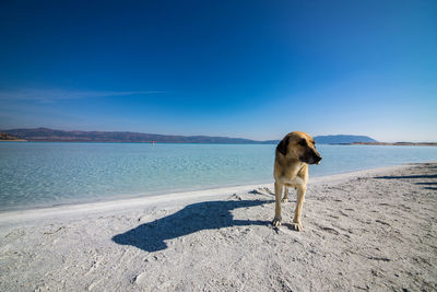 Dog on the beach