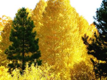 Close-up of tree against sky