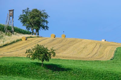 Scenic view of agricultural field against clear sky