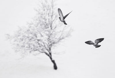 Low angle view of birds flying against clear sky