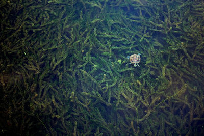 Close-up of jellyfish swimming in sea