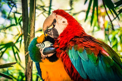 Close-up of parrots