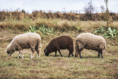 Sheep grazing in a field