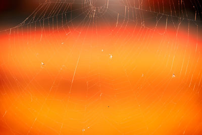 Full frame shot of wet spider web