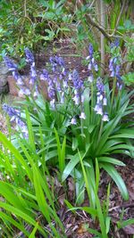 Close-up of purple flowers
