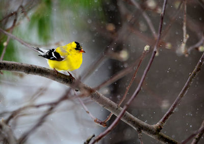 Close-up of bird perching on branch during winter