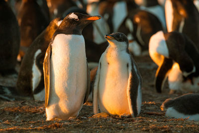 High angle view of penguins on field