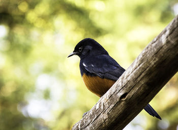 Close-up of bird perching on a tree