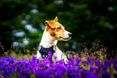 Tsunami the jack russell terrier dog captured on a flower meadow in sila, calabria