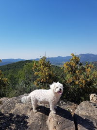 View of a dog on mountain against clear sky