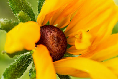 Close-up of yellow flowering plant