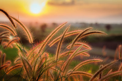 Close-up of fresh plants against sky during sunset