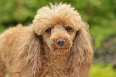 Close-up portrait of dog