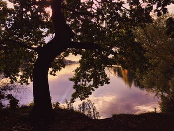 Silhouette of trees at sunset