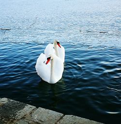 Close-up of swan swimming in lake