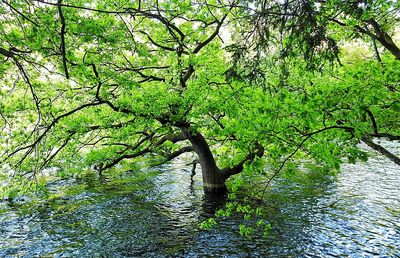 Tree by river in forest