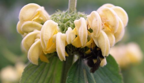 Close-up of yellow flower