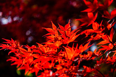 Close-up colorful fall foliage in sunny day. beautiful autumn landscape background