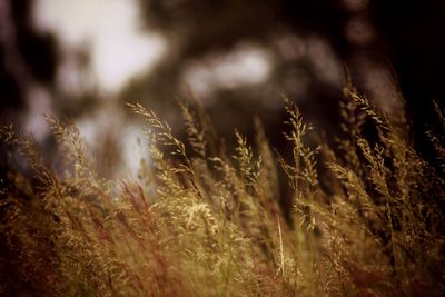 Close-up of stalks in field