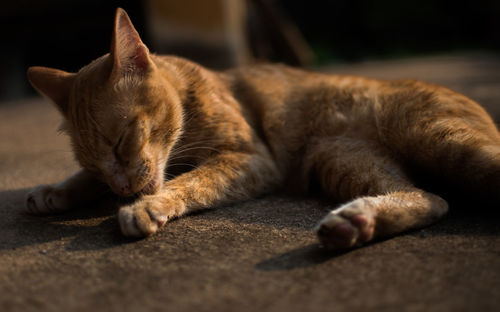 Close-up of cat sleeping