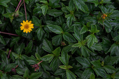 High angle view of flowering plant