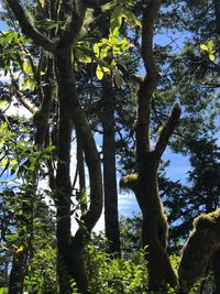 Low angle view of trees in forest