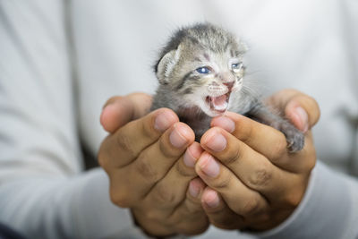 Midsection of person holding kitten