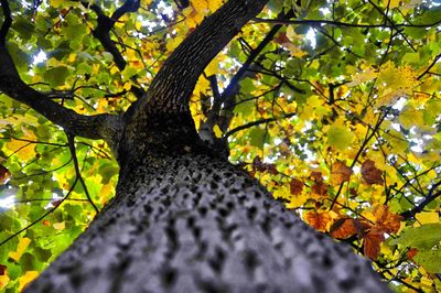 Low angle view of tree against clear sky