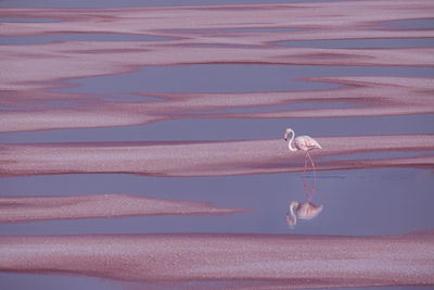 Full frame shot of bird on beach