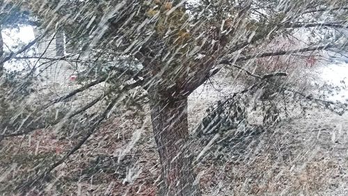 Full frame shot of bare trees during winter