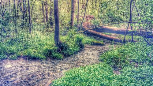 Narrow pathway in forest