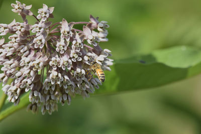 Close-up of insect pollinating on white flowering plant