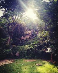 Sunlight falling on plants against trees