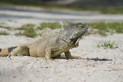 Close-up of lizard on ground