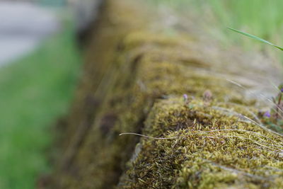 Close-up of plant against blurred background