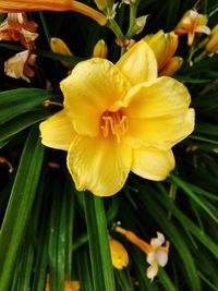 Close-up of yellow flowering plant