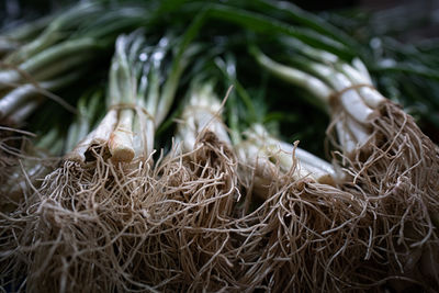 Close-up of green vegetable at farm