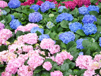 Close-up of pink flowering plants