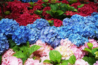 High angle view of multi colored flowering plants